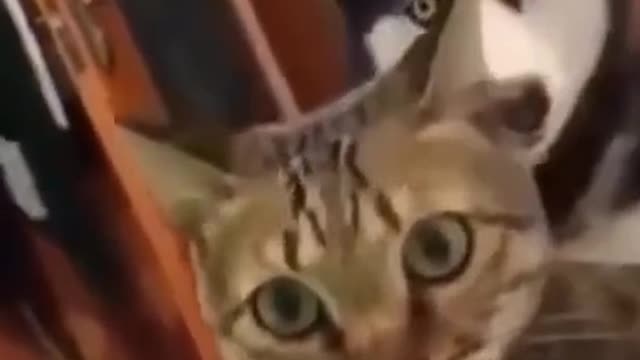 CAT AND DOG BOTH ARE SCARED BECAUSE OF ME🤣😂