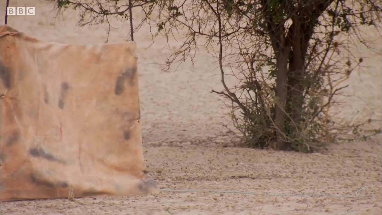Learn the Meerkat Language! | BBC Earth
