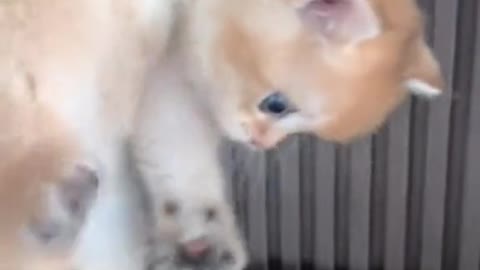 CUTE KITTEN FUNNY VIDEO