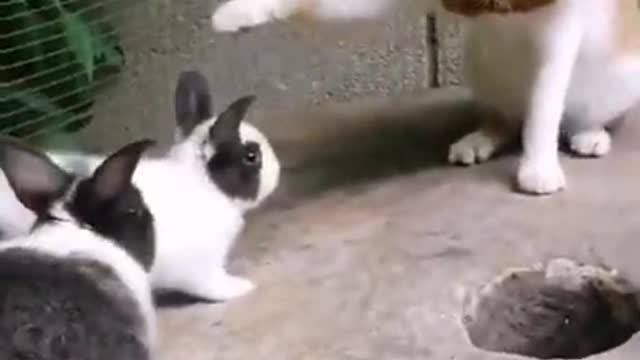 two funny rabits playing with cat, Funniest Cats, Best Funny Cat Videos Of This Week #short 49