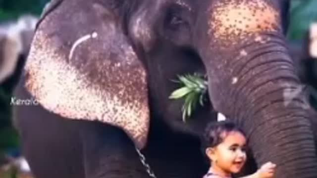 LITTLE QUEEN FEEDING IN TO ELEPHANT