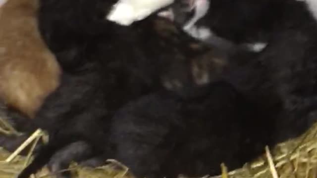 Baby kittens