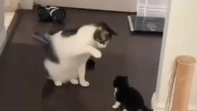 Cat Initiation