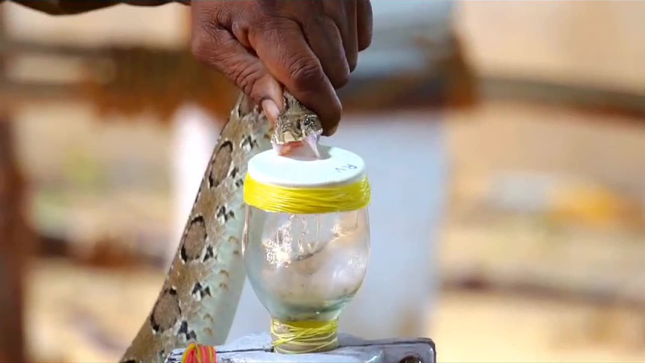 Taking venom from a venomous snake