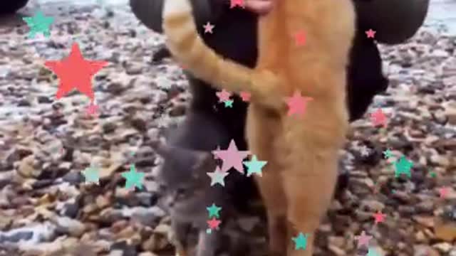 Funny Cat Videos _ Funny cute animals Videos #shorts