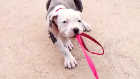 Pitbull puppy