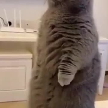 funny animals/ funny cat