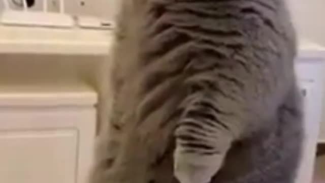 funny animals/ funny cat