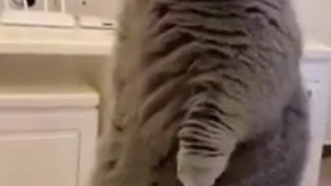 funny animals/ funny cat