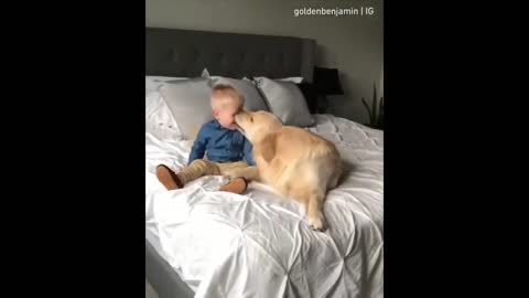 Funny Dog