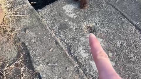 First meeting with a baby cat