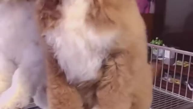 Gigantic poodles