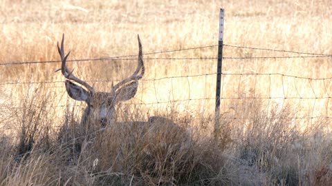 A large mule deer buck resting in the tall grass in morning