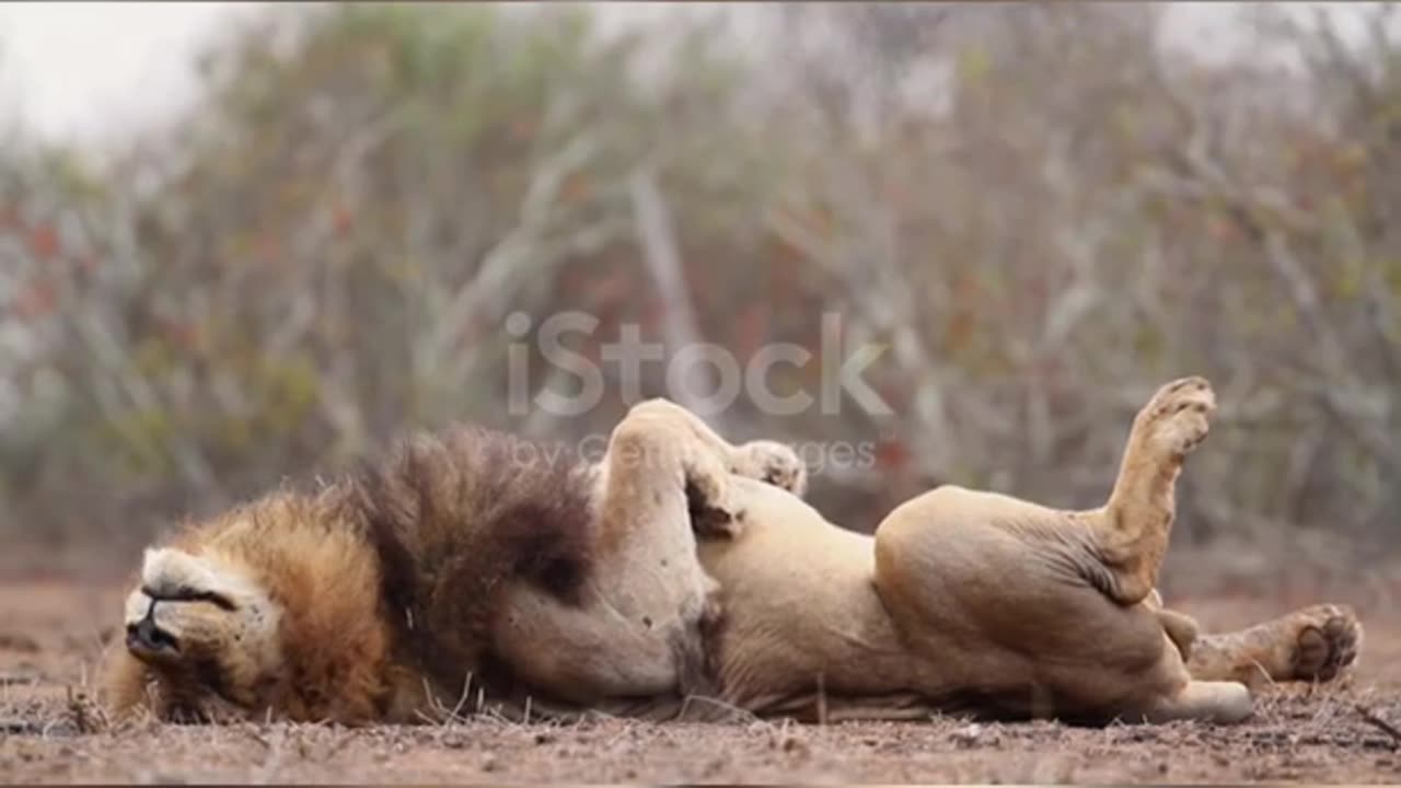 Lazy African lion male rolling on his back in Kruger National park