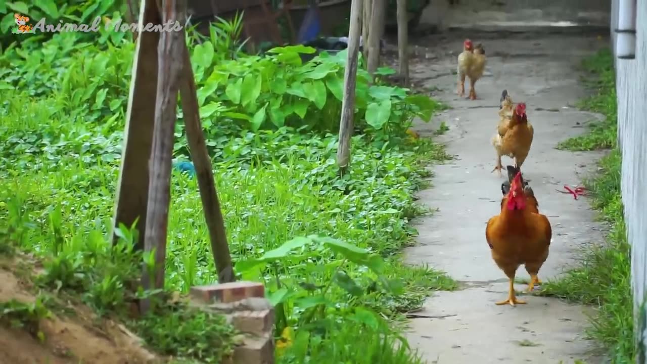 Funny videos