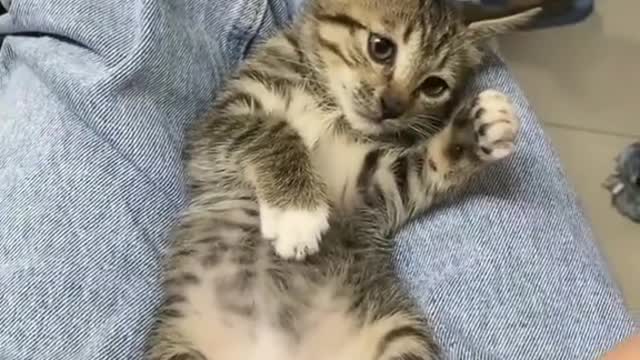Kucing gemes