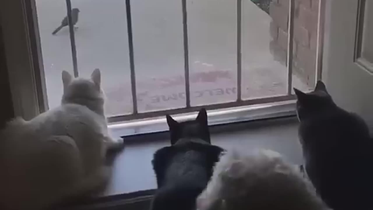 Funny cat video