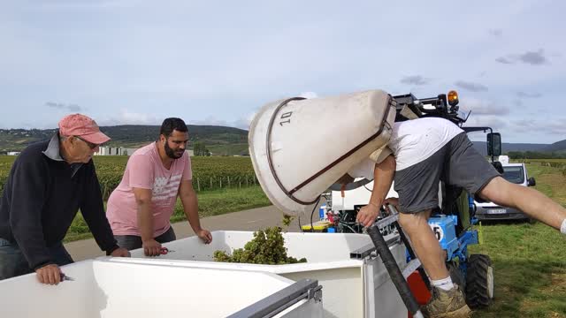 Harvest at Arnoux Père & Fils (Burgundy)