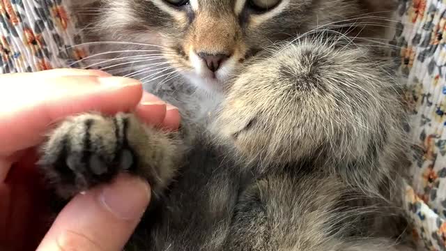 A Person Massaging the Paws of a Kitten