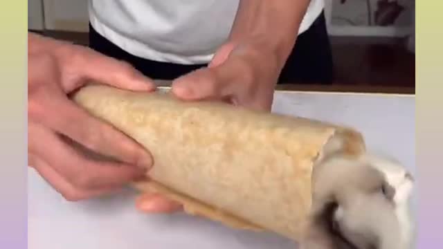 33 Cute and Funny Cat Videos Compilation