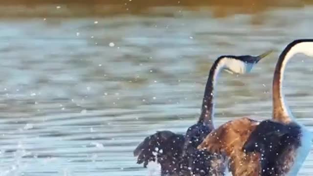 Race between two ducks in the river