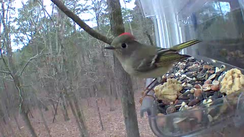 Ruby crowned kinglet