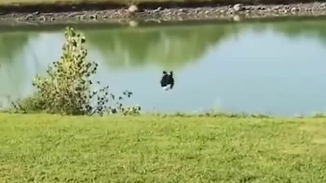 Animals Funny moments