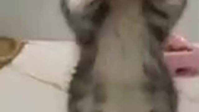 Humoristic Cats -- Chats Farceurs - n°418 _Shorts(240P)