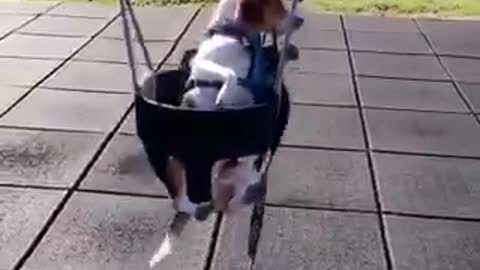 White and brown beagle sitting in swing at the park with leash on