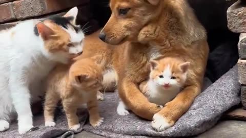 Orange family 😻🧡