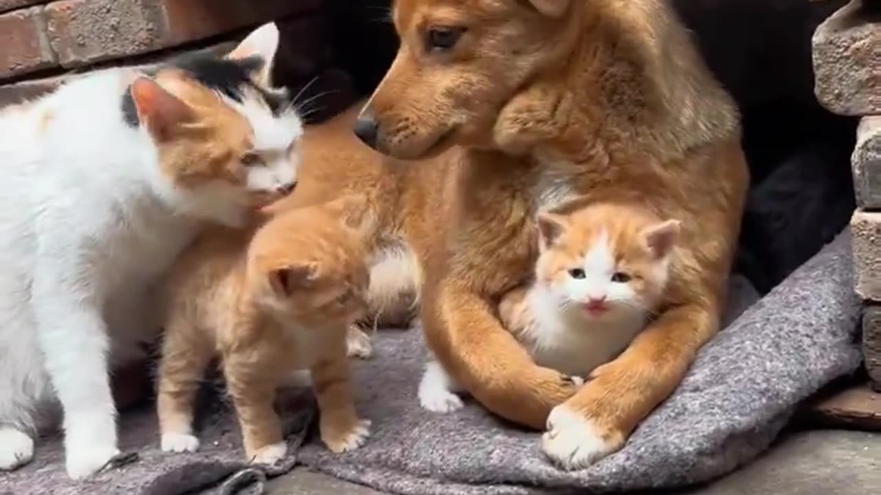 Orange family 😻🧡