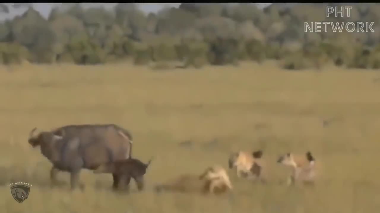 Viral Wild Wildlife Video You never wish to be missed!!
