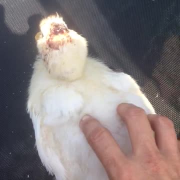 Goodbye Mr. squeakers