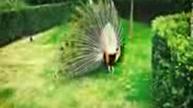 Beautiful pecock dance in a park 🦚