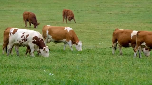 Plastic animals and real animal video-Zebra Elephant Cow Lion Horse Tom cat..13+ 🔥