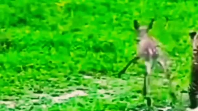 Leopard Hunting Baby Impala.