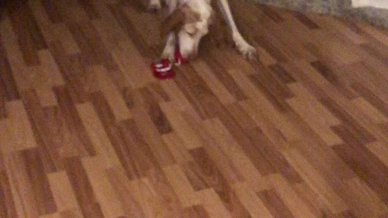 Rig plays with his new section toy
