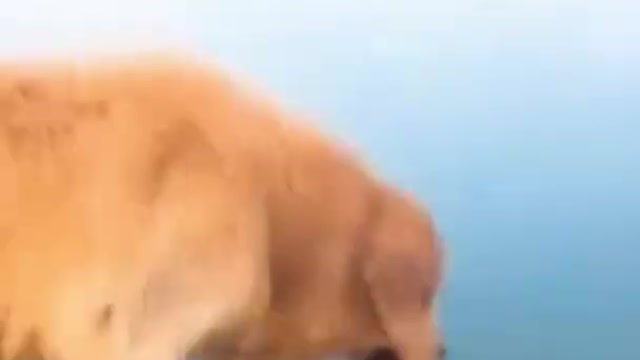 Top Funny Cute Dog Videos and TIKTOK Compilation #short