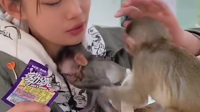 Monkey children have fun and fight over the food given by the Asian lady