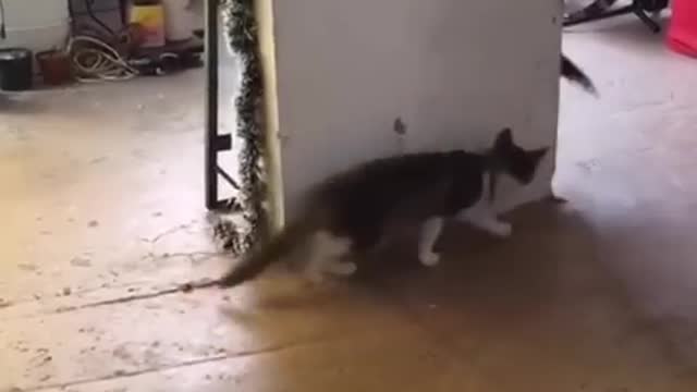 You_laugh,_You_lose_😂_Funniest_Animals_😂_Part