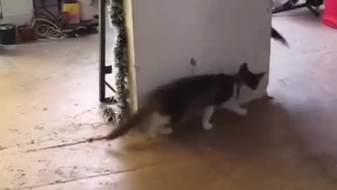 You_laugh,_You_lose_😂_Funniest_Animals_😂_Part