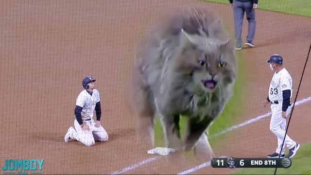 the cat decided to help the baseball players play