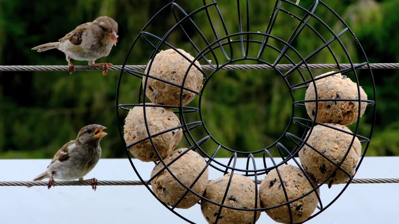 Birds eating food from the food cage