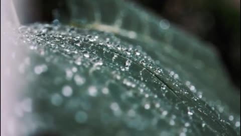 dew after rain