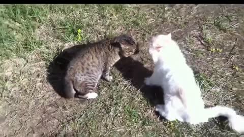 Коты угар
