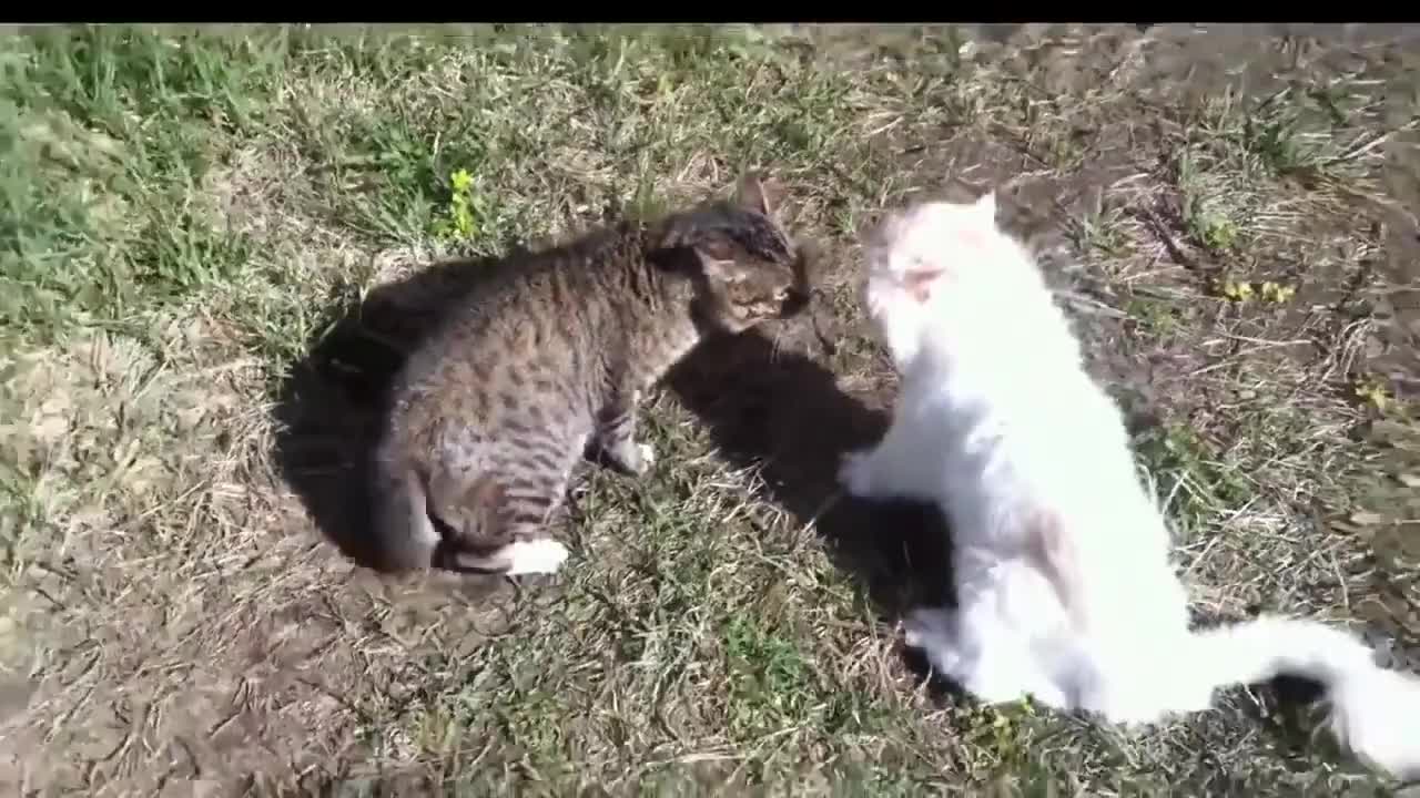 Коты угар