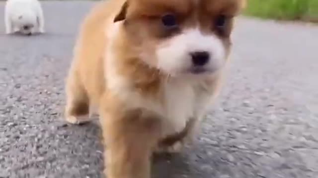 Cute__ Puppy__friendship