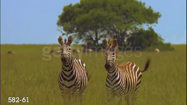 Two zebras on grassy plain looking toward camera / one nodding head