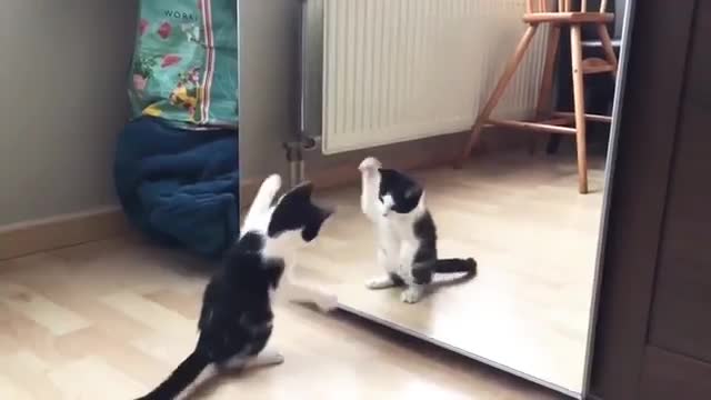 Funny cute cat and mirror video