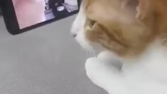 Cant stop smiling at this cat